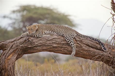 50 Leopard Facts To Make You Leap With Curiosity - Facts.net