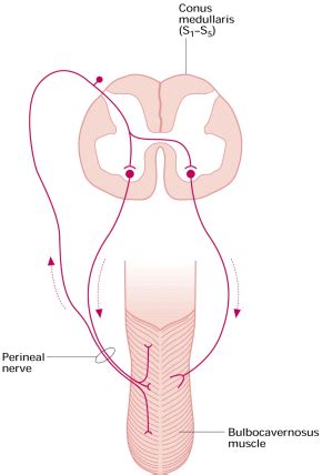 Reflex innervation of the bulbocavernosus muscle - Yang - 2000 - BJU International - Wiley ...