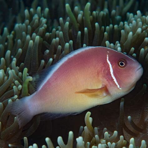 Pink Skunk Clownfish (Amphiprion perideraion) | Clown fish, Beautiful ...