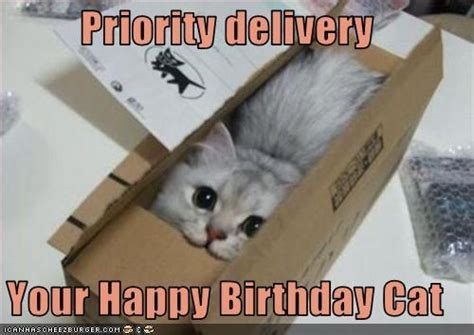 Cat Ready To Be Delivered Express For Birthday | Happy Birthday Memes | Know Your Meme