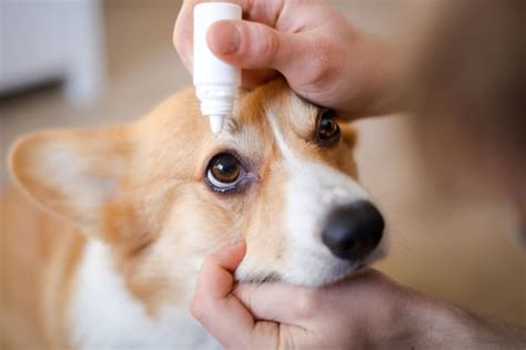 Can I Use Human Eye Drops For My Dog? | Renton Vets