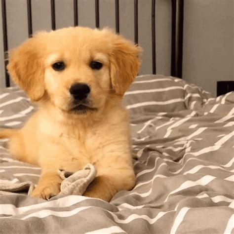 Puppy Golden Retriever Wink GIF | GIFDB.com