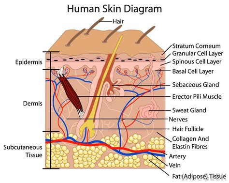 Anatomy of the skin | School- Body System Integumenary | Pinterest | Anatomy