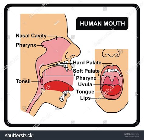 Human Mouth Anatomy Stock Illustration 109311614 - Shutterstock