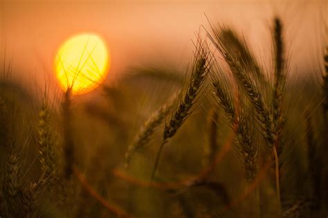 Sunset With Wheat by Higrace Photo