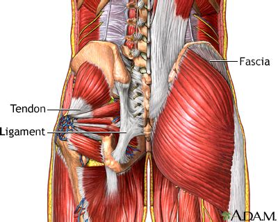 Muscular Inflammation