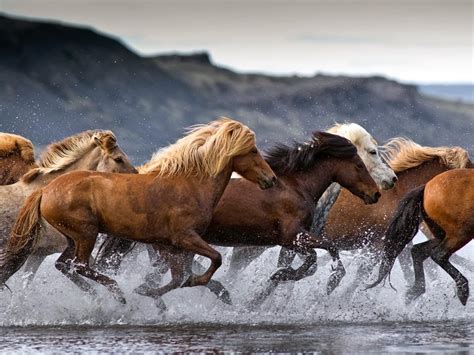 - Iceland 24 - Iceland Travel and Info Guide : Icelandic horses: About the Icelandic Horse