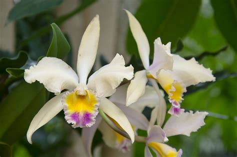 Orchid | Missouri Botanical Gardens Orchid Show | Justin Cowart | Flickr