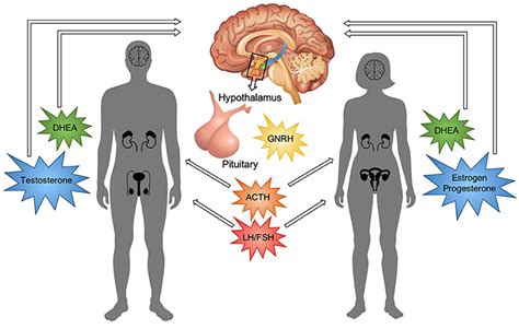 Puberty: Your Brain on Hormones · Frontiers for Young Minds