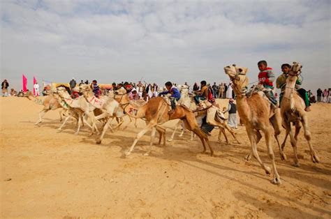 International Camel Racing Festival to take place near Ismailiya in March - Egypt Independent