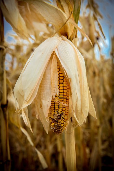 Download free photo of Field,farm,harvest,fall,corn - from needpix.com