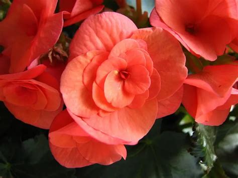 Begonia Care Tips - ProFlowers Blog