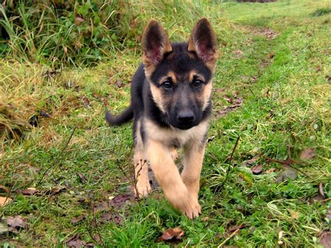 7 Facts About The German Shepherd - Animalso