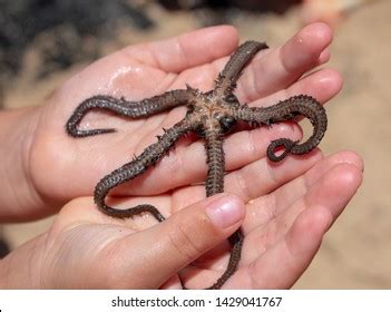 Black Brittle Star Starfish Found Oahu Stock Photo 1429041767 ...