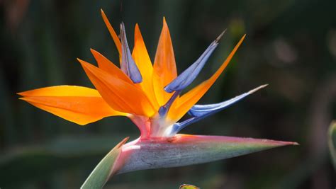 Strelitzia reginae Strelicja RAJSKI PTAK sadzonka - 7152794627 ...