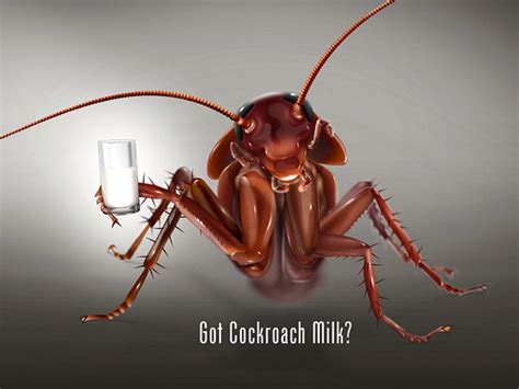 Got Cockroach Milk? | Cockroach milk is a protein-rich subst… | Flickr
