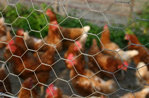 Best Price High Quality Galvanized Hexagonal Chicken Wire Mesh Fence For Sale - Buy Hexagonal ...