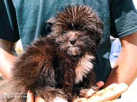 Maltese terrier puppies » Ksh17,000.00 per puppy » Livestock for sale ...