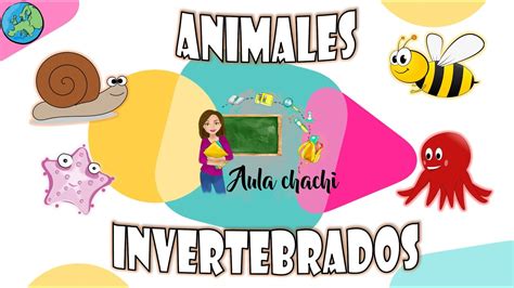 Animales Invertebrados | Aula chachi - Vídeos educativos para niños - YouTube