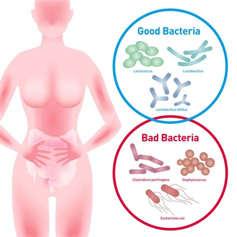 Good Bacteria Vs. Bad Bacteria: How Bacteria Can Be Healthy Too? » ScienceABC