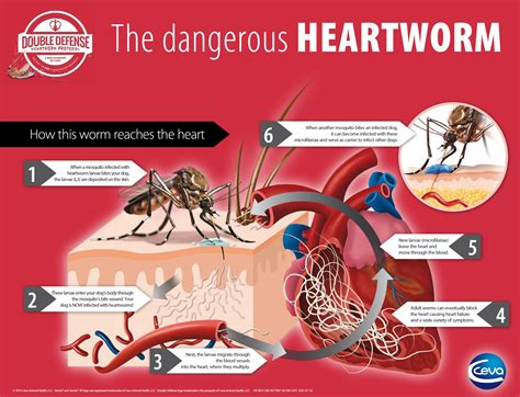 What are Heartworms? – Fox Hill Vet