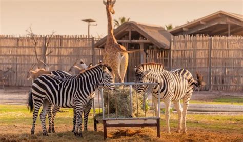 Dubai Safari Park's Focus on Animal Welfare and Conservation