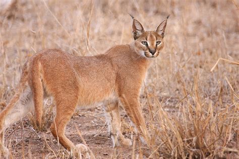 Caracal - Africa's deadly beauty - Africa Geographic