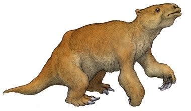 The Shasta ground Sloth, Nothrotheriops shastensis... - The Evolution ...