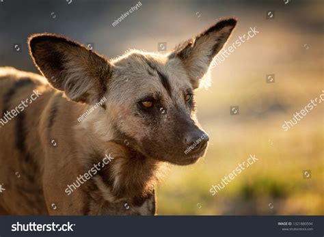 Wild dog hunting in Botswana, buffalo calf with predators. Wildlife ...