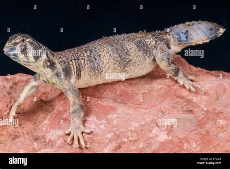 Omani spiny tailed lizard uromastyx thomasi hi-res stock photography and images - Alamy