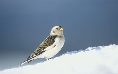 Snow Bunting Facts, Male and Female Description, Diet and Behavior