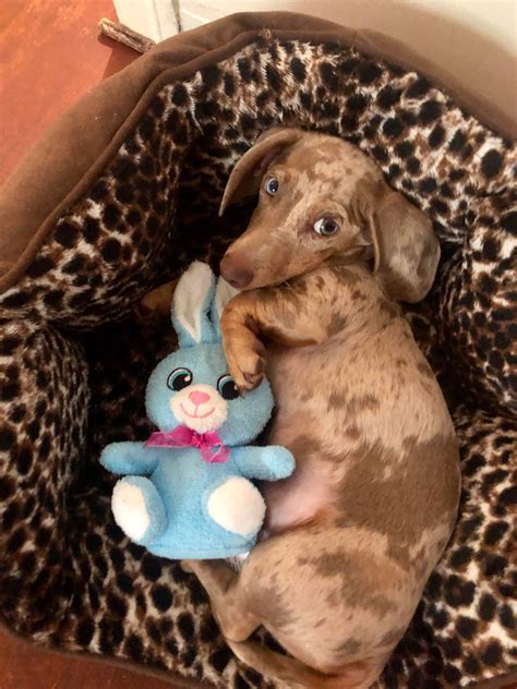 Dapple doxie and his bunny. : r/aww