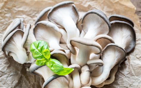 8 Incredible Oyster Mushroom Benefits for Immune Health - FreshCap ...