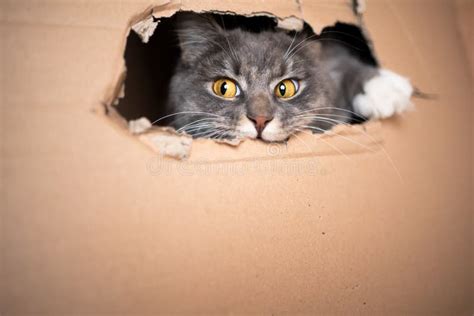 Cat in cardboard box stock image. Image of maine, purebred - 188913559