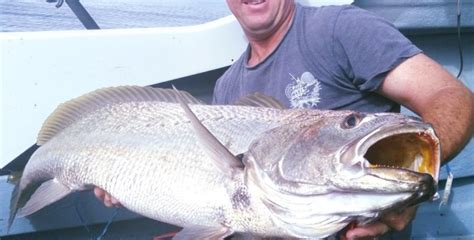 Mulloway age surprises! - Fishing World