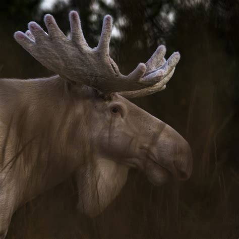 Photographer Captures a White Moose in the Swedish Woods [Interview]