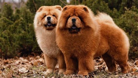 Chow Chow Dog Breed Profile – Top Dog Tips