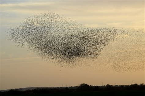 Videos: Thousands of starlings form murmurations - UPI.com