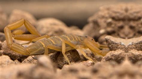 11 Most Dangerous Animals In Utah (Some Are Deadly)