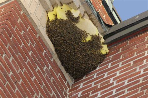 Bee Removal and Control Services Bee Pest Control, Rodent Control, Pest ...