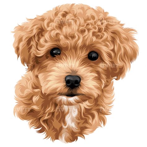 Poodle Drawing, Cute Dog Drawing, Cute Animal Drawings, Dog Cafe, Pet Portrait Gifts, Puppy Art ...