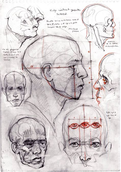 Human Anatomy Drawing, Body Drawing, Figure Drawing, Head Anatomy, Anatomy Study, Anatomy ...