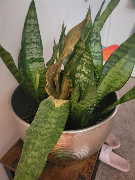 How do I save this plant? : r/plants