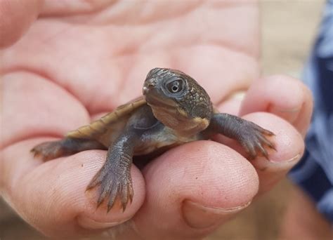 Autumn Appeal: saving the Mary River 'Punk' Turtle | The Foundation for Australia's Most ...