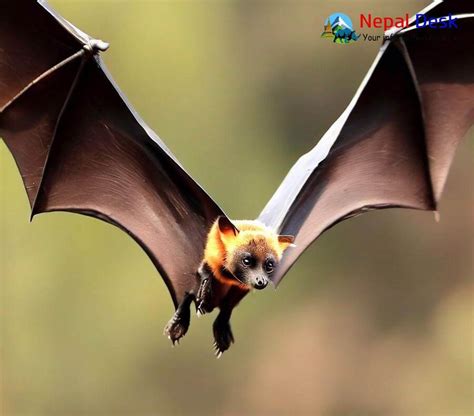 Indian Flying Fox | Nepal Desk