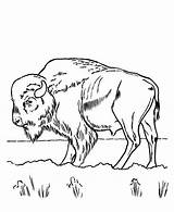 Free Printable Bison Coloring Pages For Kids  Zoo Animal coloring sketch template