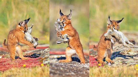 Cute Caracal Kittens Fight Over a Baby Bunny