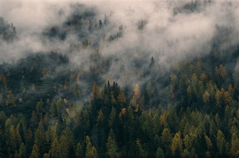 Fondos de pantalla : Pinos, aéreo, paisaje, naturaleza, niebla, bosque ...