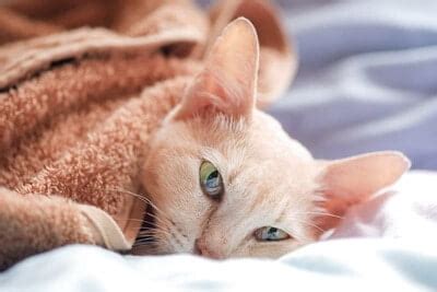 How Do You Comfort A Dying Cat? - Senior Cat Wellness