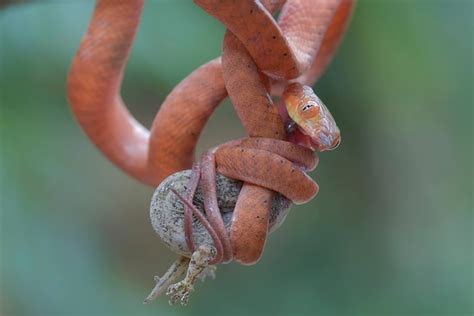 Premium Photo | Baby black-headed cat snake eating prey